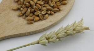 Read more about the article الأغذية الغنية بالألياف ودورها في تحسين الهضم وخسارة الوزن