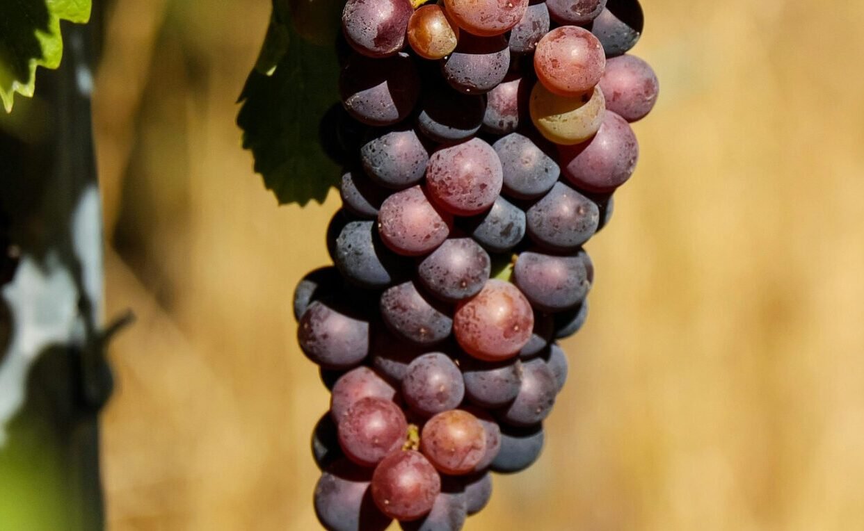 You are currently viewing الفواكه للصحة العامة تعزيز المناعة والجسم والعقل