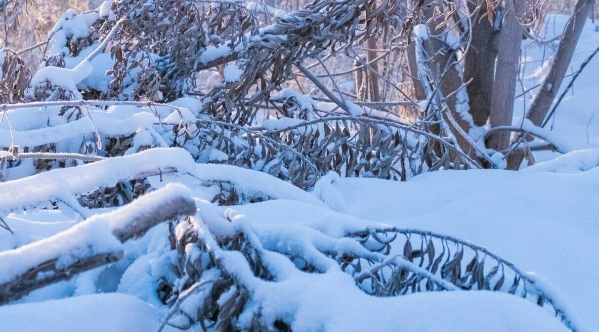 Read more about the article الاستعداد لدخول موسم الشتاء دليل شامل لصحة أقوى وحياة أدفأ